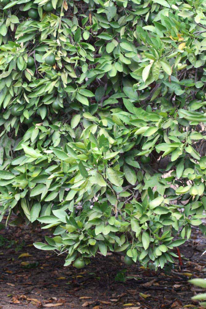            Habit (Riverside, CA)   